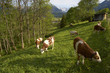 Rinder auf der Frühlingswiese in den Alpen