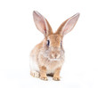 Red rabbit