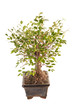 bonsai tree
