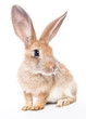 Red rabbit