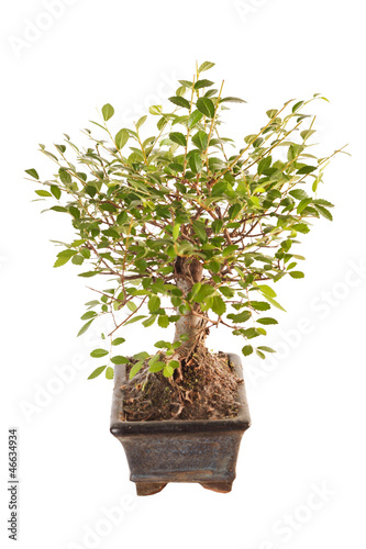 Photo: bonsai tree bonsai tree