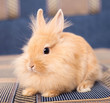 Rabbit on Textile