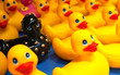 Different black rubber duck amongst yellow ducks
