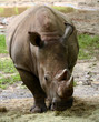 Photo: Rhinoceros front view Rhinoceros front view