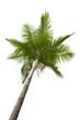 Photo: Plam trees on white Plam trees on white