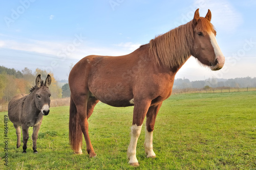 Photo: âne et cheval dans un pré âne et cheval dans un pré