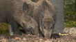 Wildschweine