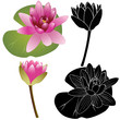 Lily of the Lotus of the water Lily