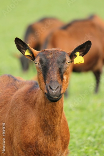 Photo: Portrait of a goat Portrait of a goat