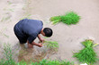 Miao countryman with rise plant from Longji rice terraces, Guang