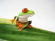 Rotaugenlaubfrosch 152, Agalychnis callidryas