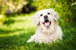 Happy golden retriever