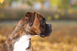 Boxer