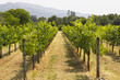 Small vineyard in Portugal
