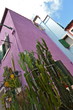 cactus devant maison violette de Burano