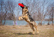 German shepherd catching Frisbee