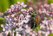 Maybug, Melolontha hippocastani on Common lilac