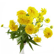 rudbeckia laciniata flower isolated on white