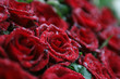 Rote Rosen