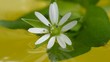 White flower in water with reflection