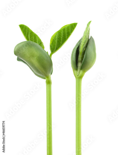 Photo: Soy plant Soy plant