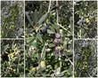 Foto: Olive da olio della Bassa Sabina qualità Olive da olio della Bassa Sabina qualità