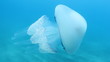 Video: Jellyfish (Rhizostoma Pulmo) Jellyfish (Rhizostoma Pulmo)