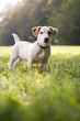 young white jack russell on grass in park