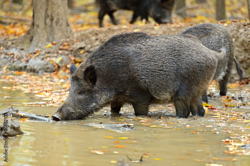 Photo: Wild pig Wild pig