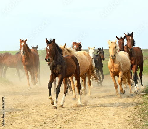 Photo: Horse Horse