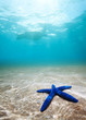 Foto: Blue starfish deep underwater Blue starfish deep underwater