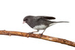 Dark-Eyed Junco