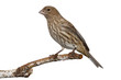 Photo: Female House Finch Female House Finch