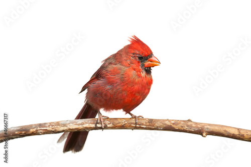 Photo: Northern Cardinal Northern Cardinal