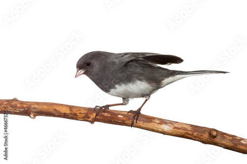 Photo: Dark-Eyed Junco Dark-Eyed Junco