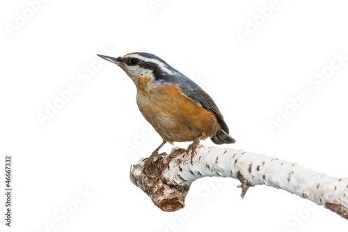 Photo: Red Breasted Nuthatch Red Breasted Nuthatch