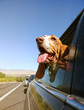 a funny basset hound