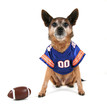 a chihuahua dressed up in a football uniform