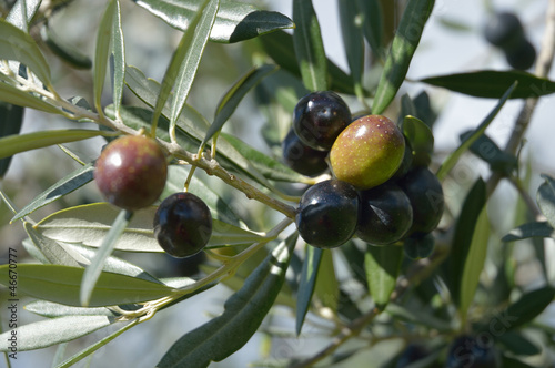 Photo: Olive Olive