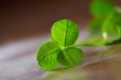 leaf clover on wood background