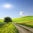 Photo: Field,tree and blue sky Field,tree and blue sky