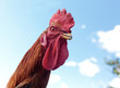 Portrait of a cock against the sky