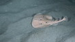 Video: Torpedo fish concealment technique. Torpedo fish concealment technique.