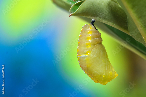 Photo: Pupa Plain Tiger Butterfly after process pupation Pupa Plain Tiger Butterfly after process pupation