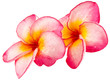 frangipanier rose