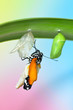 Butterfly on leaf after emerging from chrysalis
