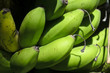 Bananas on Tree