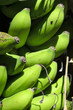 Bananas on Tree