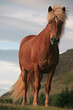 Islandpferd