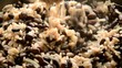 Gallo pinto
